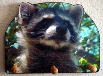 Raccoon baby bandit racoon DECORATIVE WOODEN KEY HOLDER. - Rack Holder