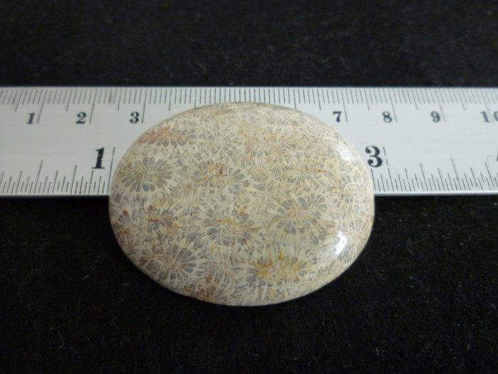 Rare Fossil Stone B610 - Lucky Charm