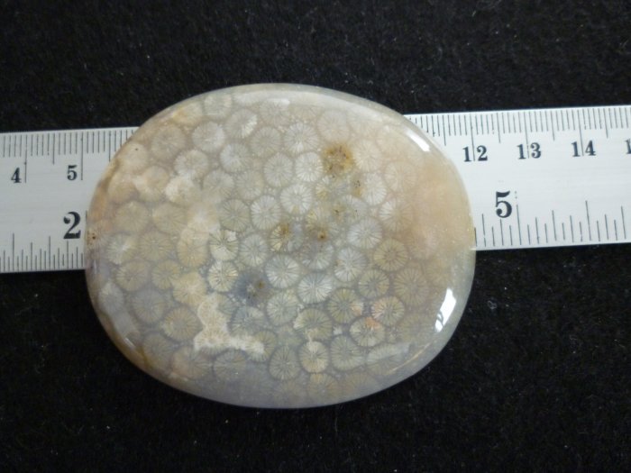 Rare Fossil Stone B626 - Lucky Charm