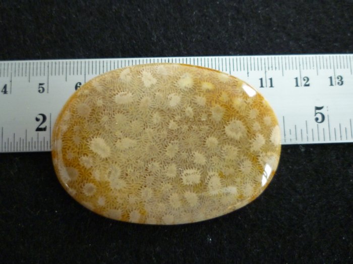 Rare Fossil Stone B641 - Lucky Charm