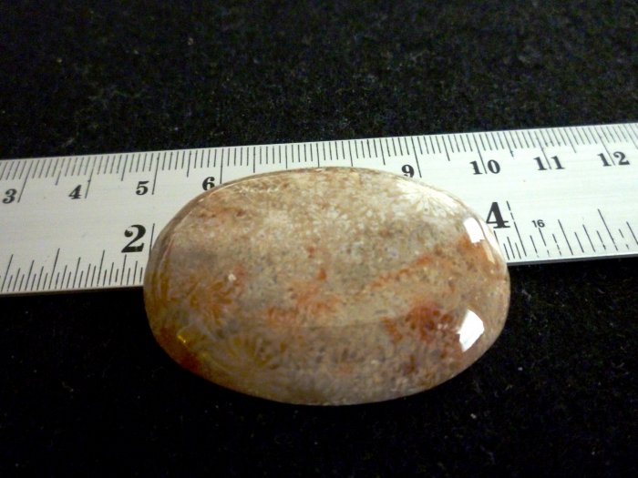 Rare Fossil Stone B650 - Lucky Charm