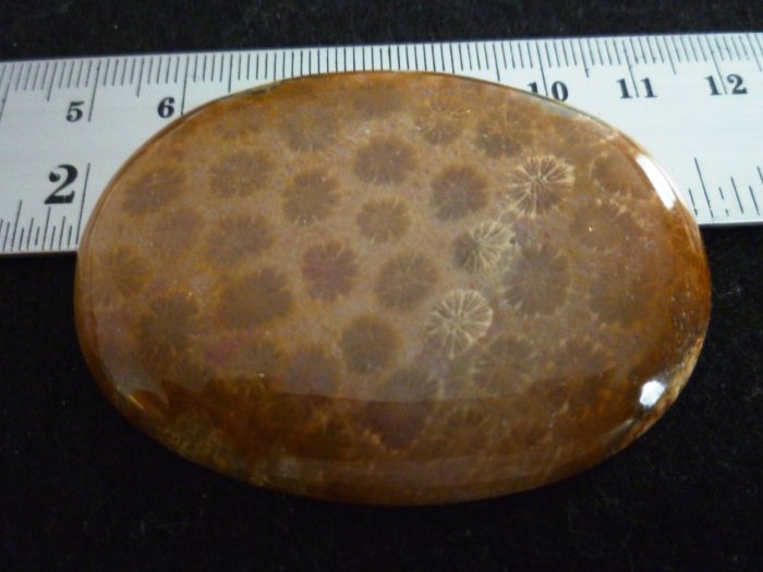 Rare Fossil Stone B634 - Lucky Charm