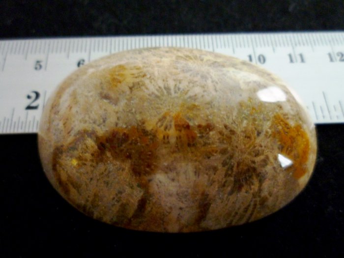 Rare Fossil Stone B621 - Lucky Charm