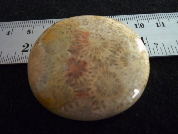 Rare Fossil Stone B609 - Lucky Charm