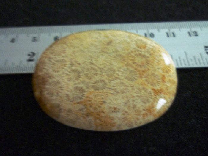 Rare Fossil Stone B618 - Lucky Charm
