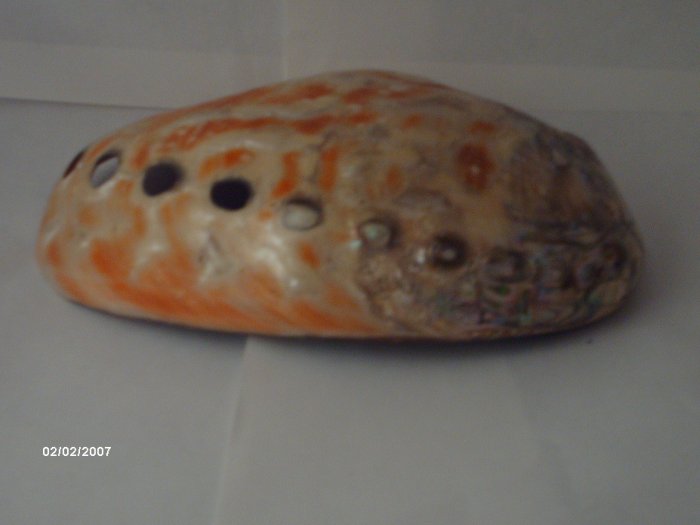 Rare ORANGE OPAL shell
