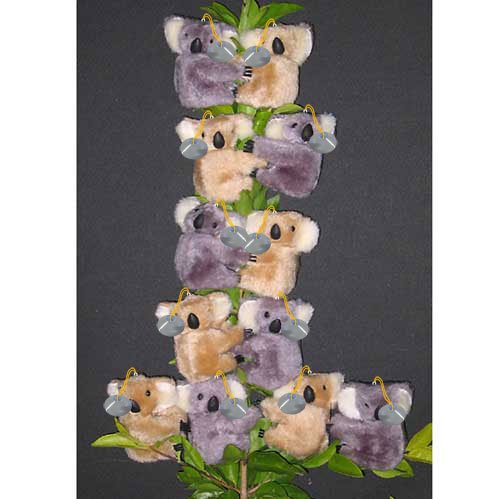 Clip on Koala Bears from Australia ( pack of 12 bears ) with suction caps (0060s)