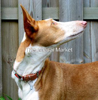 KENYA MAASAI MASAI BEADED LEATHER DOG COLLAR - XS/SMALL 02