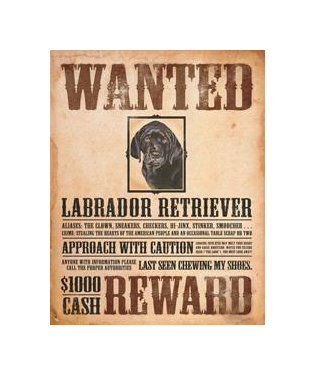 Wanted - Labrador Retriever - Reward Tin Sign