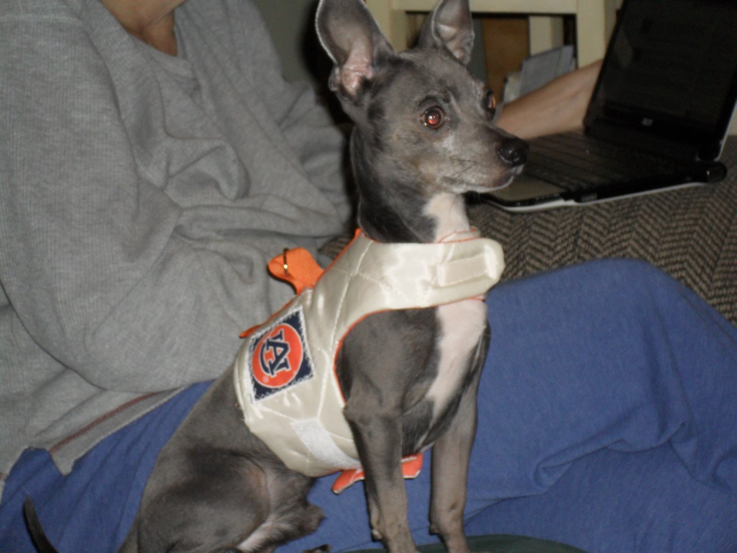 harness for small dogs harness vest for small dogs harness for small dogs harness vest for small dogs