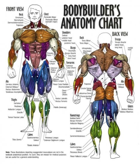 AMETEUR ATHELETES Classes.