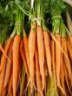 Carrots, yields about 5 dozen Allergy free Vet-Approved