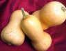 Squash, yields about 5 dozen Allergy free Vet-Approved
