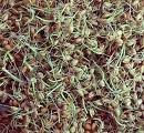 Bean Sprouts, yields about 5 dozen Allergy free Vet-Approved