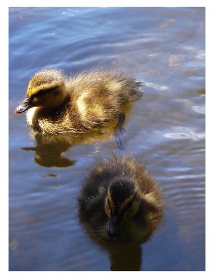 Baby Ducks Print