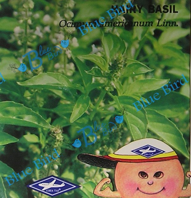 Hairy Basil : Thai Herbal Vegetable Seeds