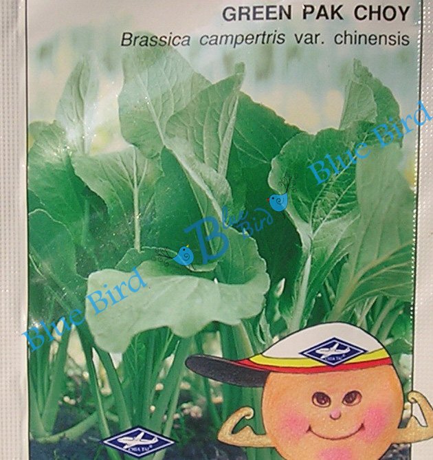 Green Pak Choy - Asian Vegetable Seeds w S&H Free
