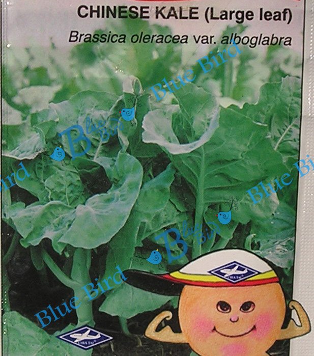 Large Leaf Chinese Broccoli / Kale - Asian Vegetable Seeds w S&H Free