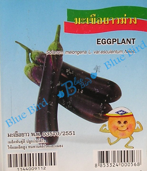 Long Purple Thai Eggplant: Asian Vegetable Seeds w S&H Free