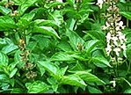 2,400 seeds Thai Holy Basil - Herb Seeds/ Vegetable Seeds w S&H Free