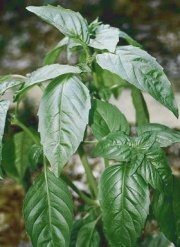 Thai sweet basil Seeds - free shipping