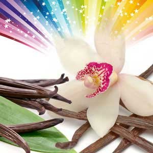 1 oz Vanilla Insanity Fragrance Oil