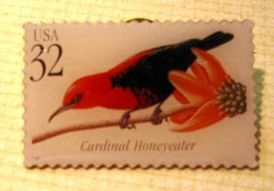 Cardinal Honeyeater Tropical Bird stamp pin lapel 3225