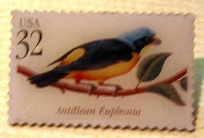 Antillean Euphonia Tropical Bird stamp pin lapel 3222