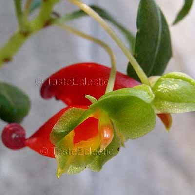 Impatiens keilii 3.5 inch Pot Plant MINI PARROT EPIPHYTE Africa V RARE