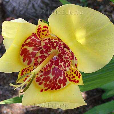 Tigridia/Moraea pavonia Yellow 4 inch Pot 15+ PlantsSALE EASY GROW TIGER/MEXICAN SHELL Iris FLOWER