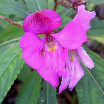 Impatiens latiflora 3 Unrooted Cuttings V RARE INDIAN ANGEL Jewelweed