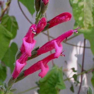 Salvia westerae 3 Unrooted Cuttings V RARE BOLIVIAN SAGE orbignaei x haenkei