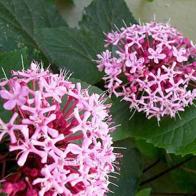 Clerodendrum bungei 4 Unrooted Cuttings ROSE GLORY BOWER Mexican Hydrangea Z7