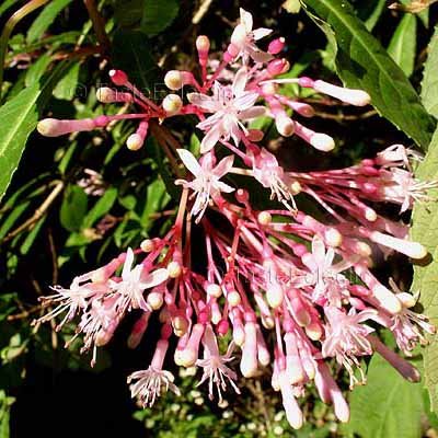 Fuchsia paniculata 3 inch Pot Plant SHRUBBY SCHUFIA MITE-RESISTANT V RAR