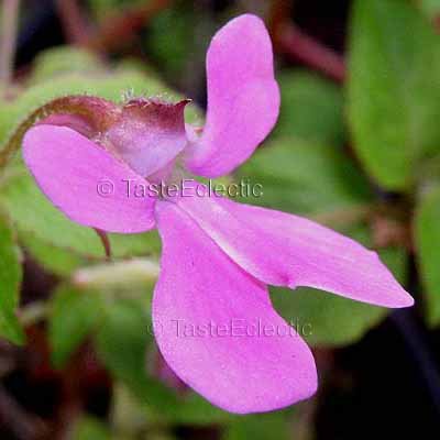 Impatiens telekii/mildbraedii subspp telekii 3 inch Pot Plant V RARE SLENDER Africa BUTTERFLY