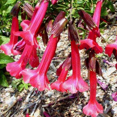 Cantua buxifolia 3.5 inch Pot Plant RED MAGIC SACRED FLOWERS OF THE INCAS Rare