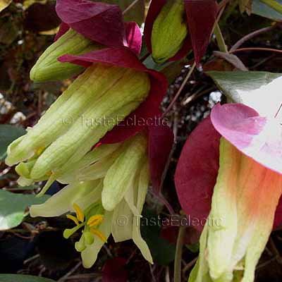 Passiflora membranacea 'Variegated' 3 inch Pot Plant RED BRACTS PASSION FLOWER Vine V RARE