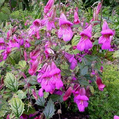 Rehmannia elata 3 inch Pot Plant CHINESE FOXGLOVE Long Bloom EASY SHADE
