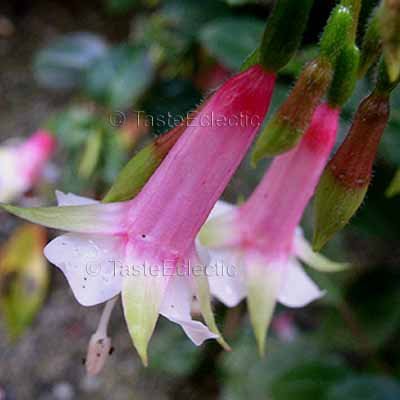 Fuchsia 'Rys 2001' 4 inch Pot Plant PINK GREEN TIPS Hard-To-Find