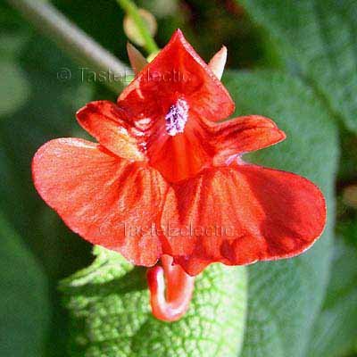 Impatiens fischeri 3 inch Pot Plant V RARE Red Devil Balsam TUBEROUS
