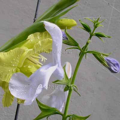 Salvia patens 'Lavender Ice' 4 Unrooted Cuttings GENTIAN SAGE AGM RARE Z8