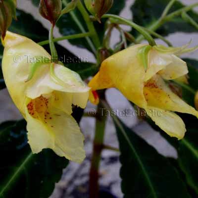 Impatiens omeiana 3 Unrooted Cuttings V RARE Hardy Z7 Tuberous CHINA Yellow VARIEGATED