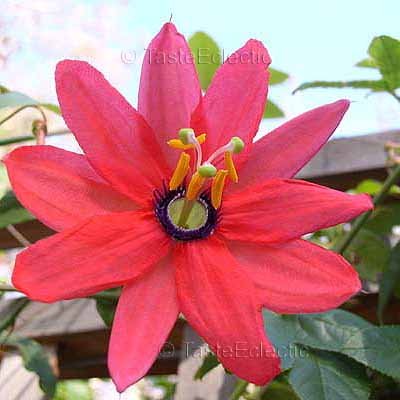 Passiflora jamesonii 'Coral Seas' 3 inch Pot Plant VIGOROUS HARDY Z7 Passion Flower VINE