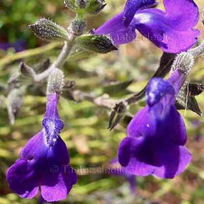 Salvia coahuilensis 4 Unrooted Cuttings ~ INDIGO AUTUMN SALTILLO SAGE HARD2FIND