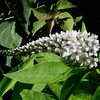Lysimachia clethroides 3.5 inch Pot Plant GOOSENECK LOOSESTRIFE Easy Hardy Z3