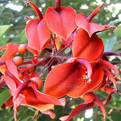 Erythrina crista-galli 3 inch Pot Plant CRYBABY Cockspur Coral CAUDEX Tree EXOTIC BIRD BLOOMS