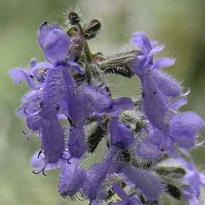 Salvia jurisicii 3.5 inch Pot Plant UnUsual FEATHER SAGE Z6