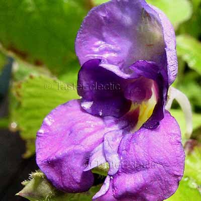 Impatiens puberula 3 inch Pot Plant V RARE PURPLE TUBEROUS Indian Jewelweed Balsam HARDY Z7