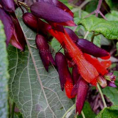 Salvia dombeyi 3.5 inch Pot Plant SACRED INCAN SAGE V Rare LEGENDARY