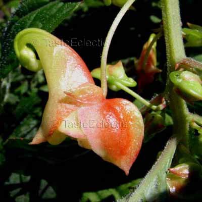 Impatiens gomphophylla 4 inch Pot Plant V HARD-TO-FIND AFRICAN Jewelweed SHADE